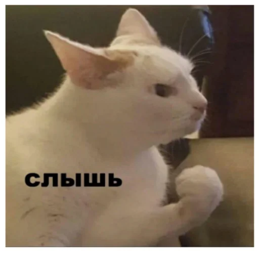 Стикер Жужа и его беседа  @More_last - 7