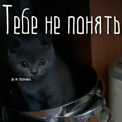 small to medium-sized cats indoor felidae