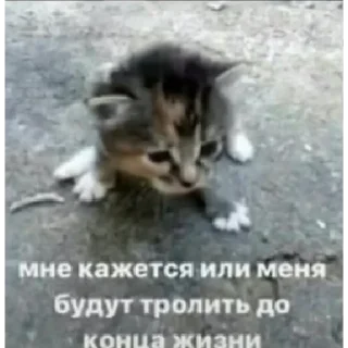 Sticker нереселлер пак - 4