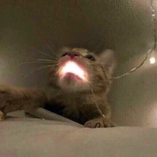 animal mammal indoor