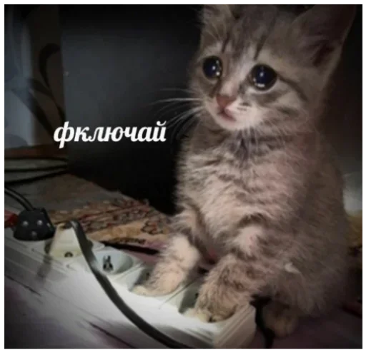 млекопитающее кошка животное