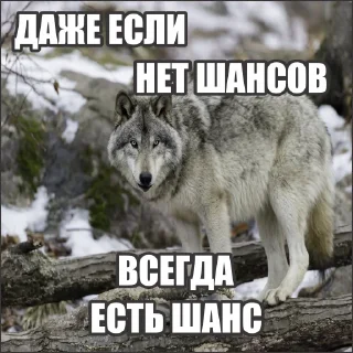 Стикер Волчьи стикеры @neural_wise_wolf - 11