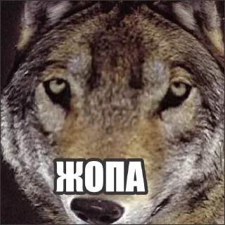 Стикер Волчьи стикеры @neural_wise_wolf - 0