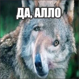 Стикер Волчьи стикеры @neural_wise_wolf - 5