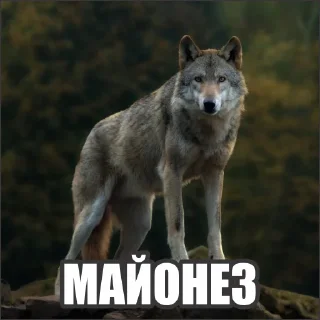 Стикер Волчьи стикеры @neural_wise_wolf - 10