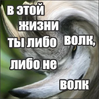 Стикер Волчьи стикеры @neural_wise_wolf - 8