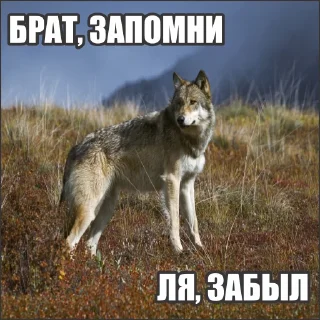 Стикер Волчьи стикеры @neural_wise_wolf - 2