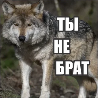 Стикер Волчьи стикеры @neural_wise_wolf - 9