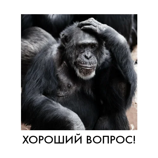 млекопитающее животное примат