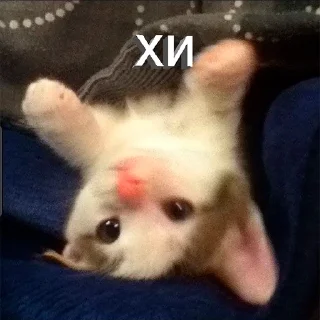 Sticker Nevermore - 4