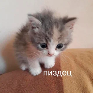 Sticker Nevermore - 2