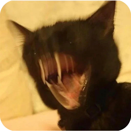 животное млекопитающее комнатный