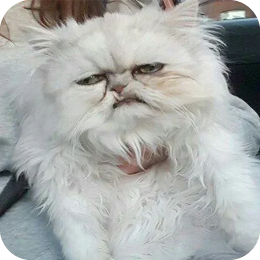 млекопитающее кошка животное