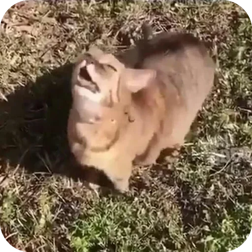 животное млекопитающее на открытом воздухе