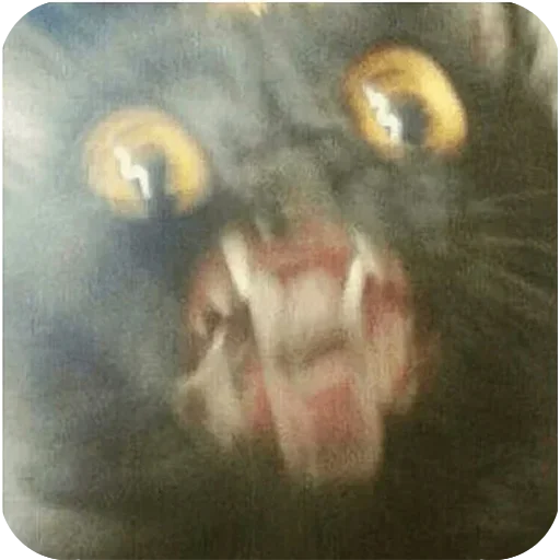 живопись млекопитающее кошка