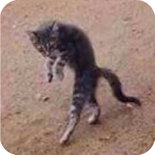 животное млекопитающее кошка