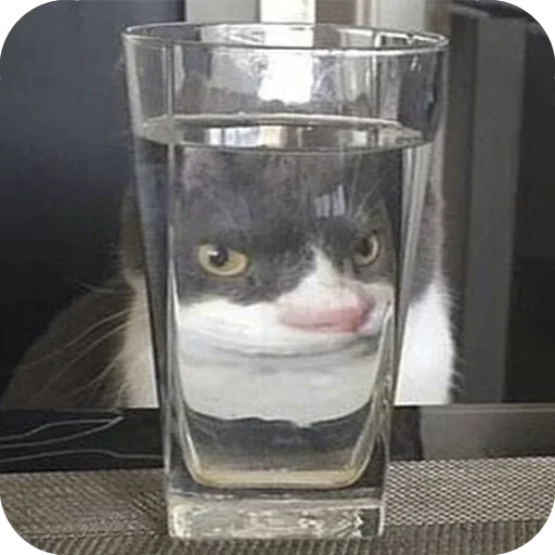 кошка контейнер стекло