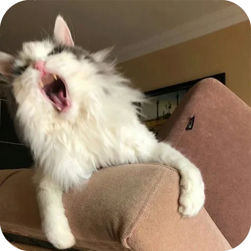 комнатный домашнее животное животное