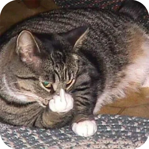 млекопитающее животное домашняя кошка