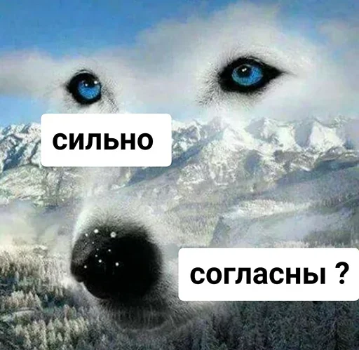 СМС снег животное