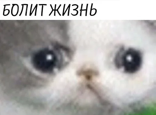 млекопитающее животное кошка