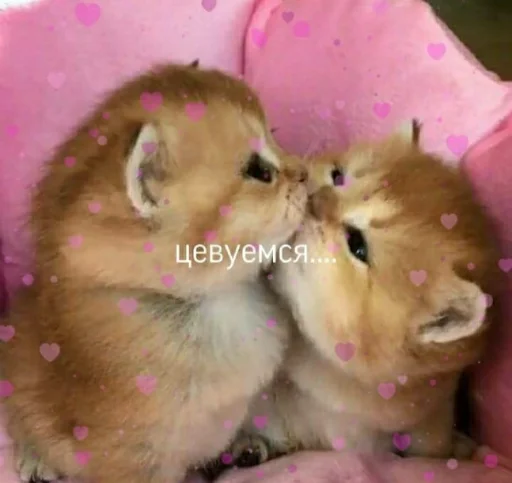 животное млекопитающее хомяк