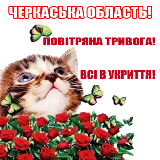 СМС кошка домашняя кошка