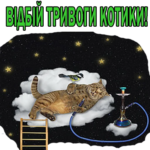 кошачьи животное кошка