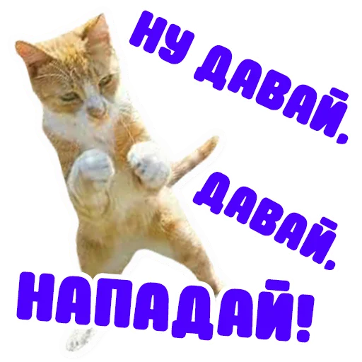 text small to medium-sized cats domestic cat