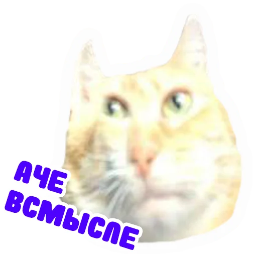 animal small to medium-sized cats mammal