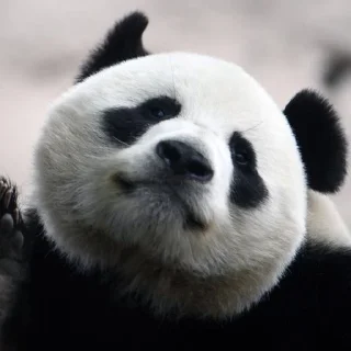 Sticker Больше стиков тут: @gostikers - 0