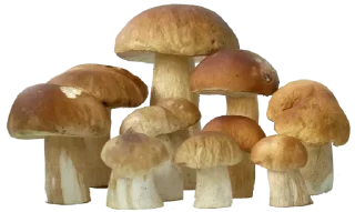 Sticker @StickersFuck1 - 7