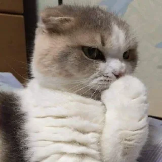 Стикер kucing by yana - 3