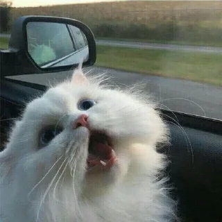 Стикер kucing by yana - 5