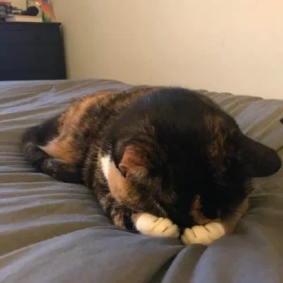 Стикер kucing by yana - 7