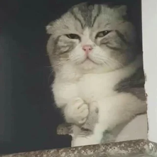 Стикер kucing by yana - 0