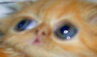 Sticker Стикосы Найта - 5