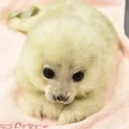 Sticker niadaunblin - 1