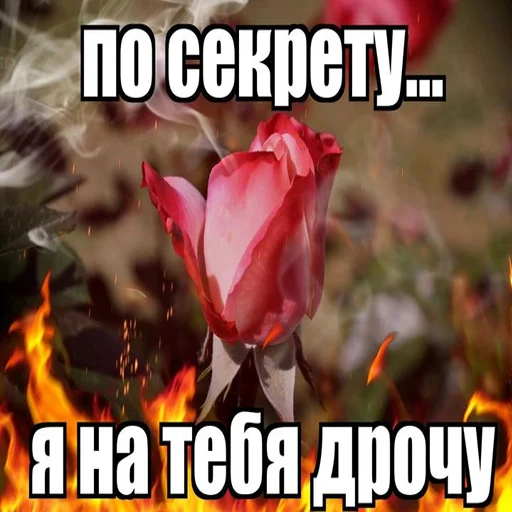 Sticker niadaunblin - 1