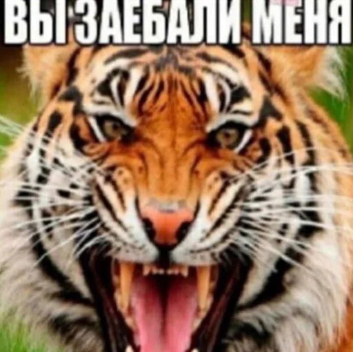 Стикер niadaunblin - 1