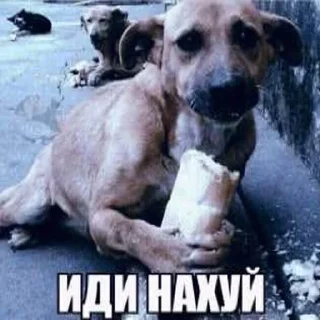 Стикер ниа дебич | @NEV6DA @blagorodnayagnil - 5