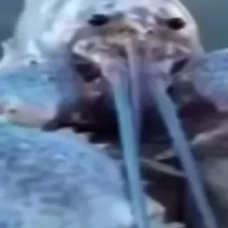 Стикер ниа дебич | @NEV6DA @blagorodnayagnil - 6