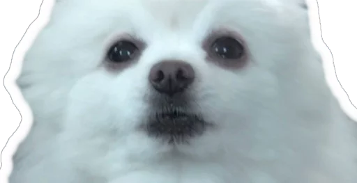 Sticker nickilMemes - 1