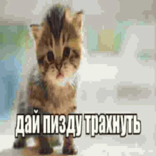 cat animal domestic cat