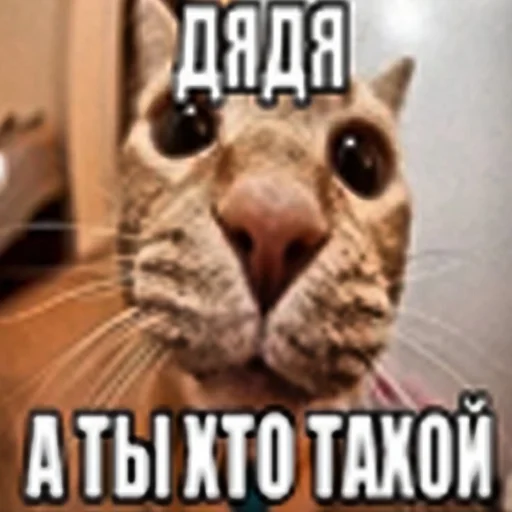 animal mammal whiskers