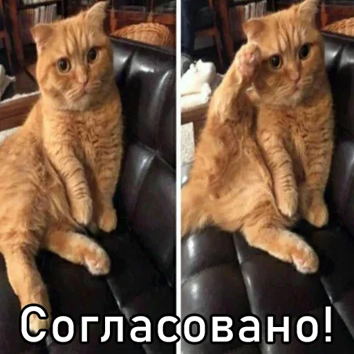 animal mammal domestic cat