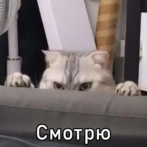 small to medium-sized cats felidae animal