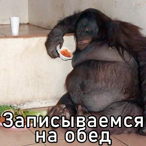 animal mammal monkey