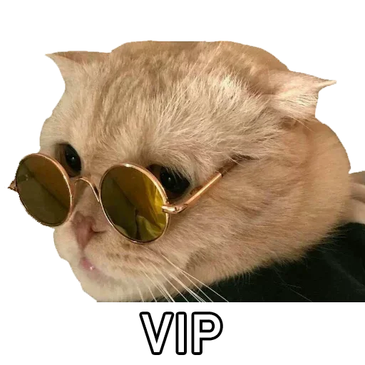 sunglasses accessory small to medium-sized cats