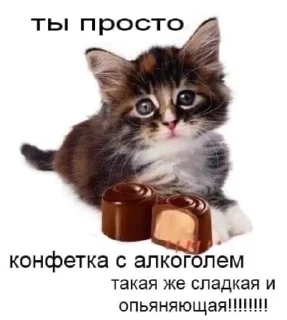 кошка млекопитающее животное
